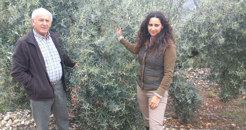 Tratamiento para el olivar personalizado